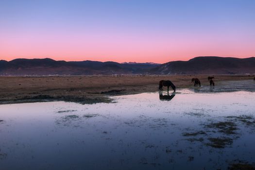 Horse in Napa lake located at Shangri-la, China