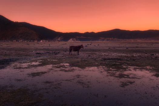 Horse in Napa lake located at Shangri-la, China