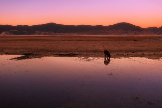 Horse in Napa lake located at Shangri-la, China