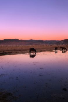 Horse in Napa lake located at Shangri-la, China