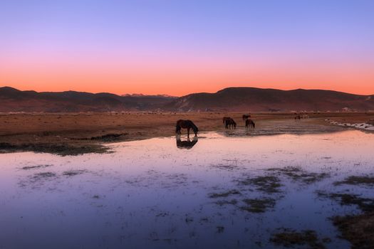 Horse in Napa lake located at Shangri-la, China