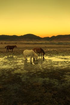 Horse in Napa lake located at Shangri-la, China