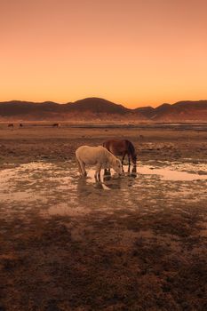 Horse in Napa lake located at Shangri-la, China