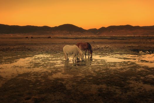 Horse in Napa lake located at Shangri-la, China