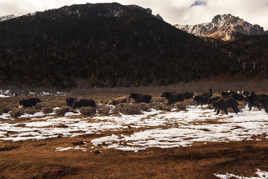 Shika Snow Mountain in Yunnan, China