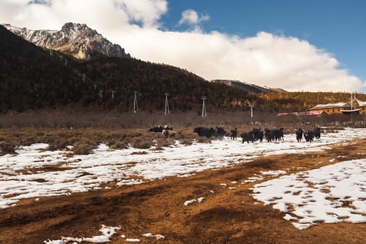 Shika Snow Mountain in Yunnan, China