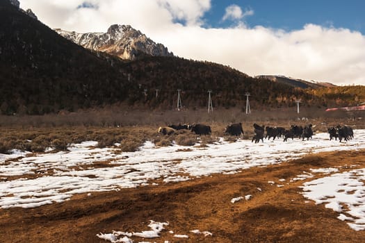 Shika Snow Mountain in Yunnan, China