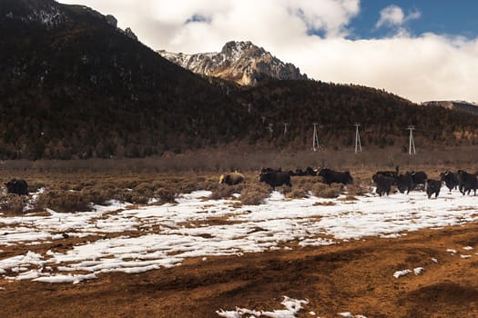 Shika Snow Mountain in Yunnan, China