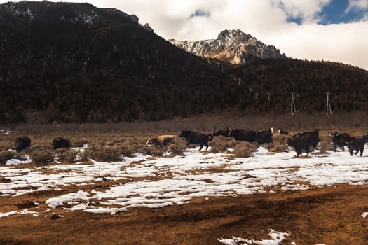 Shika Snow Mountain in Yunnan, China