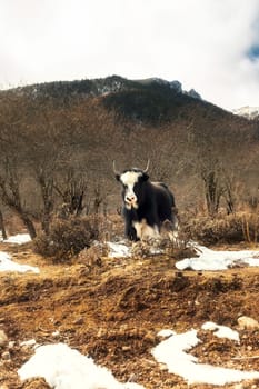 Shika Snow Mountain in Yunnan, China