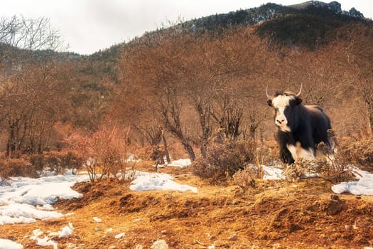 Shika Snow Mountain in Yunnan, China