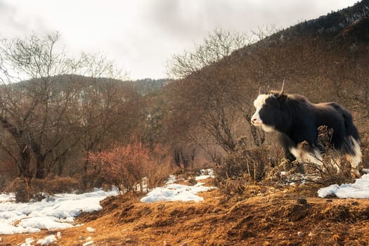 Shika Snow Mountain in Yunnan, China