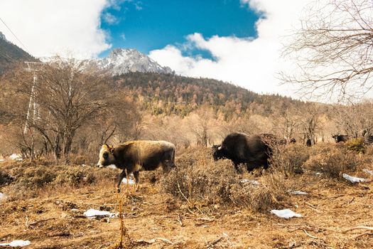 Shika Snow Mountain in Yunnan, China