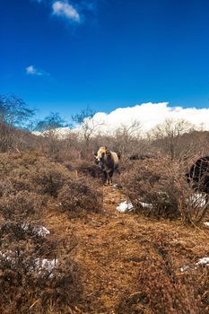 Shika Snow Mountain in Yunnan, China