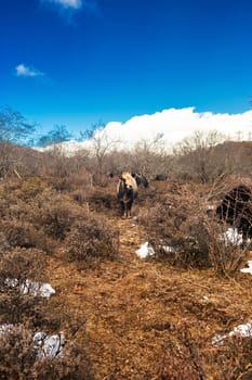 Shika Snow Mountain in Yunnan, China