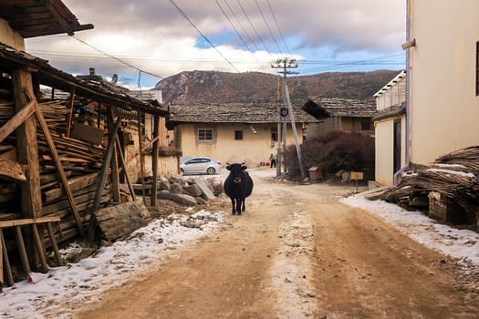 Yaks in Shangri-la old town, Yunnan, China