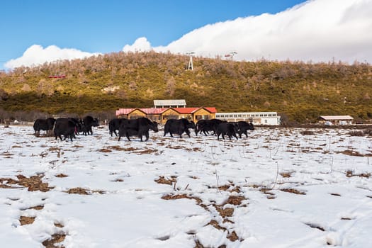 Shika Snow Mountain in Yunnan, China