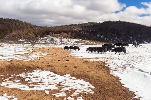 Shika Snow Mountain in Yunnan, China