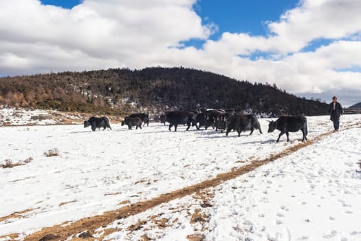 Shika Snow Mountain in Yunnan, China