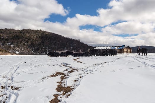 Shika Snow Mountain in Yunnan, China