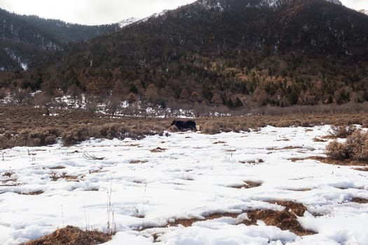 Shika Snow Mountain in Yunnan, China