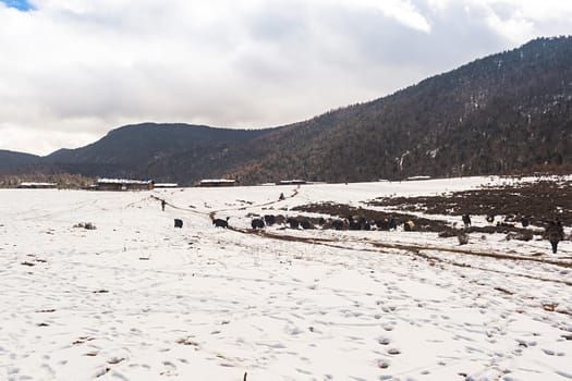 Shika Snow Mountain in Yunnan, China