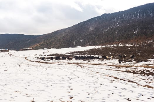 Shika Snow Mountain in Yunnan, China