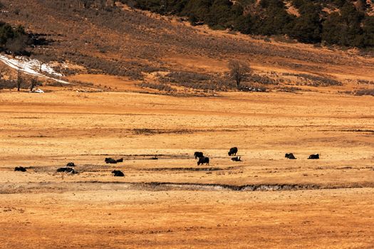 Animals in Pudacuo National Park, Shangri-la, China