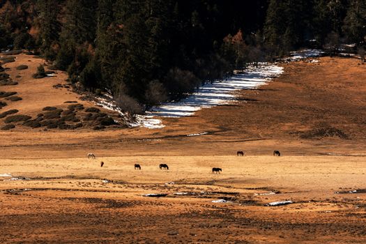 Animals in Pudacuo National Park, Shangri-la, China