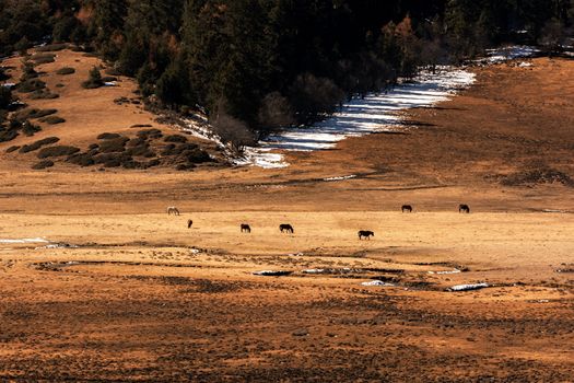 Animals in Pudacuo National Park, Shangri-la, China