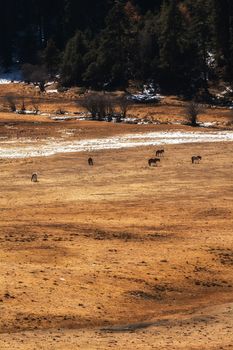 Animals in Pudacuo National Park, Shangri-la, China