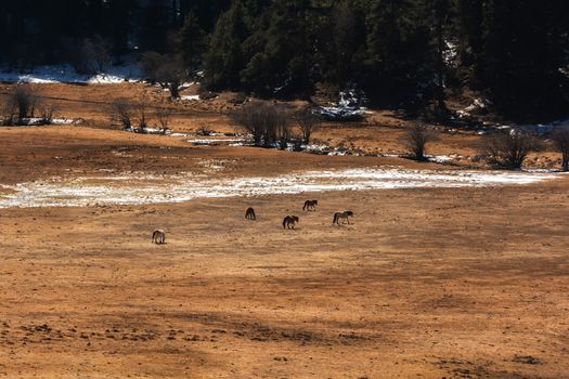 Animals in Pudacuo National Park, Shangri-la, China
