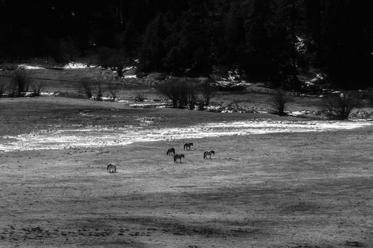 Animals in Pudacuo National Park, Shangri-la, China
