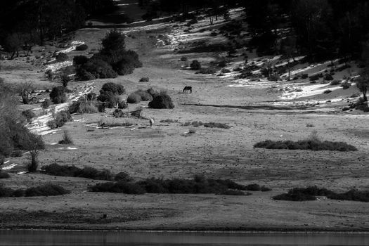 Animals in Pudacuo National Park, Shangri-la, China