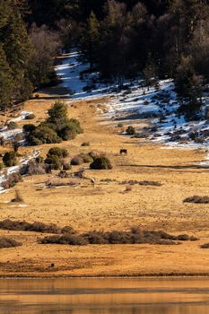 Animals in Pudacuo National Park, Shangri-la, China