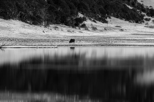 Animals in Pudacuo National Park, Shangri-la, China