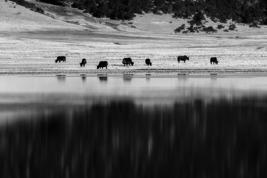 Animals in Pudacuo National Park, Shangri-la, China