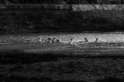 Animals in Napa lake, Shangri-la, China