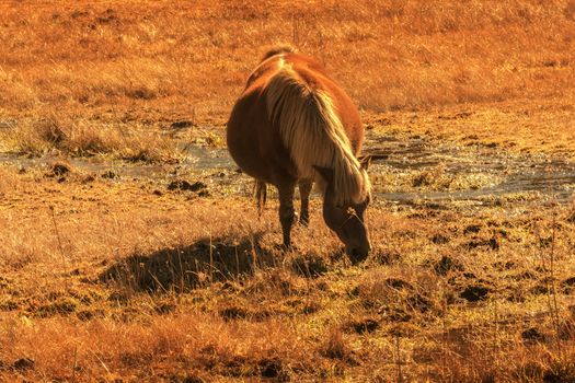 Horse grazing on pasture in Pudacuo National Park, Shangri-la, China