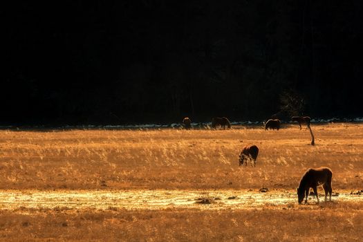 Horse grazing on pasture in Pudacuo National Park, Shangri-la, China