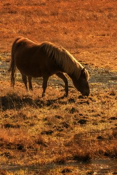 Horse grazing on pasture in Pudacuo National Park, Shangri-la, China