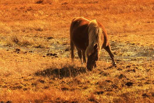 Horse grazing on pasture in Pudacuo National Park, Shangri-la, China