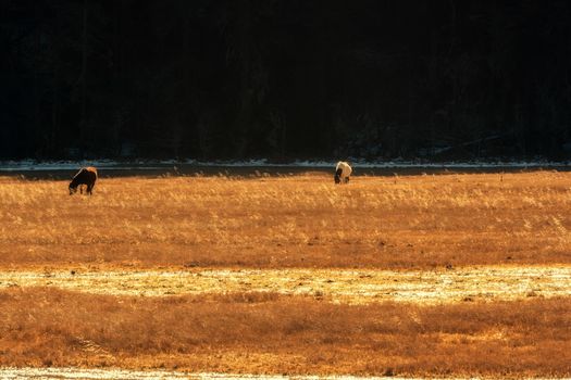 Horse grazing on pasture in Pudacuo National Park, Shangri-la, China