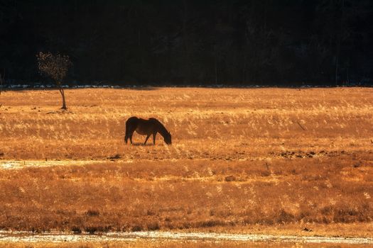 Horse grazing on pasture in Pudacuo National Park, Shangri-la, China
