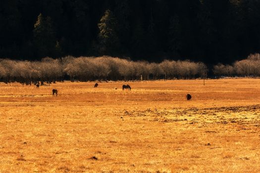 Horse grazing on pasture in Pudacuo National Park, Shangri-la, China