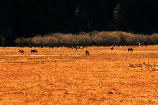 Horse grazing on pasture in Pudacuo National Park, Shangri-la, China