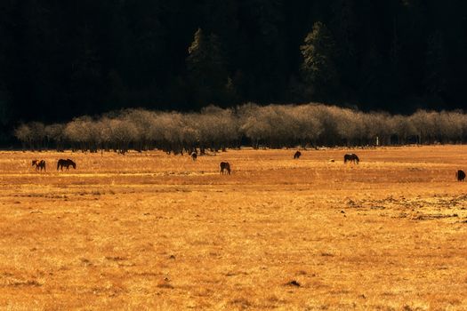 Horse grazing on pasture in Pudacuo National Park, Shangri-la, China