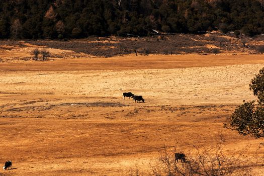 Animals in Pudacuo National Park, Shangri-la, China