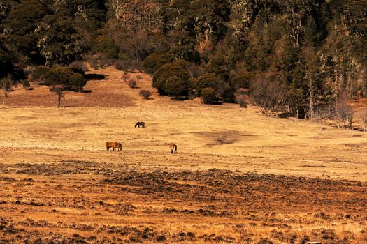 Animals in Pudacuo National Park, Shangri-la, China