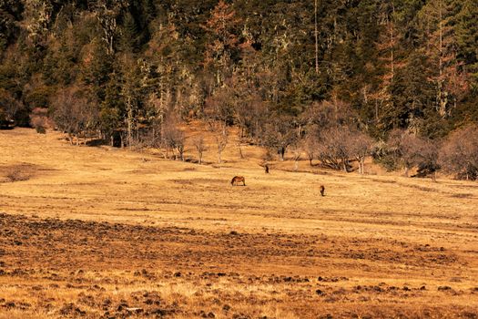 Animals in Pudacuo National Park, Shangri-la, China